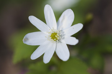 white flower