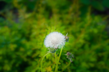 Dandelion among green grass with blurred background