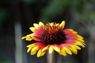 ガイラルディア