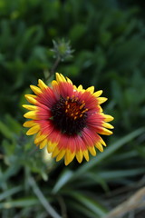 ガイラルディア