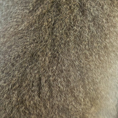 Monkey fur texture