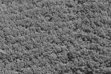 Tropical rainforest texture - black and white