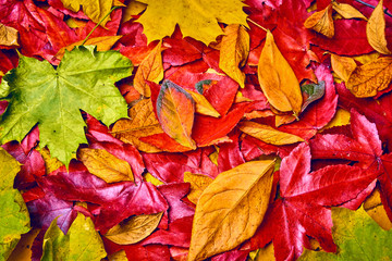 background of autumn leaves. Autumn background