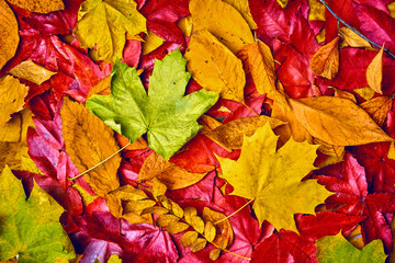 Obraz premium background of autumn leaves. Autumn background