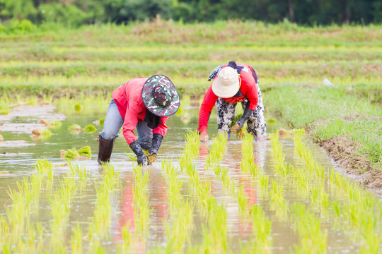 two asian farmers working paddy cultivation in Thailand, horizontal photo