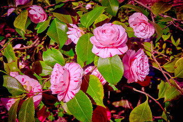rosebush. Climbing rose tree