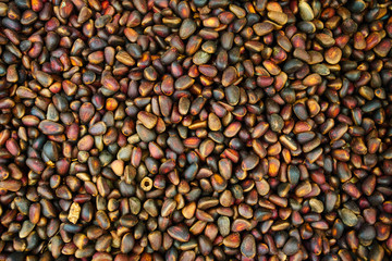 cedar nuts. Pine nuts
