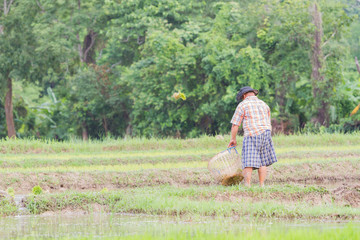 Naklejka na ściany i meble back of asian fat male farmer holding blank basket in the rice field, copyspace
