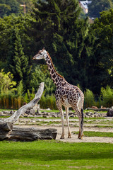 Giraffe in nature
