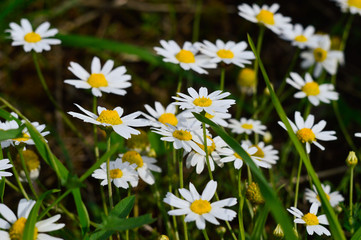 Fototapeta premium Сhamomile