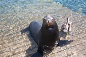 Sea Lion with 1 Pelican on the marina boat launch in Cabo San Lucas Mexico BCS