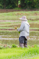 Naklejka na ściany i meble back of asian female farmer standing at the rice field