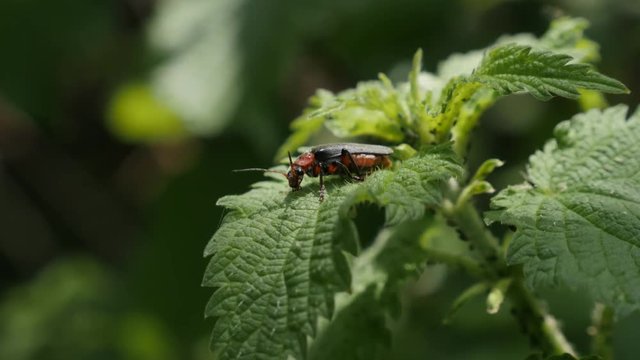 Tiny Lampyris noctiluca beetle by the day 4K 2160p 30fps UltraHD footage - Close-up of common glow-worm insect on nettle plant 3840X2160 UHD video