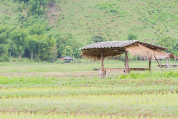 Fototapeta na wymiar Thai traditional hut on the rice field, Thailand, copyspace