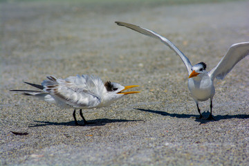 two seagulls fighting with eachother on the beach 