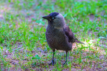 Crow on green grass