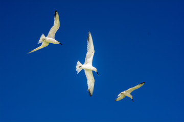 flying seagulls against blue skies
