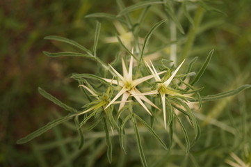 The plant with thorns from the Danube Delta, Tulcea, Romania