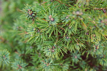 Canadian spruce conic, beautiful green tree