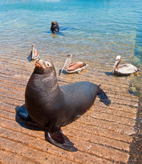 Fototapeta premium Sea Lions with 3 Pelicans on the marina boat launch in Cabo San Lucas Mexico BCS