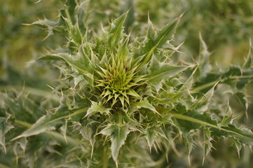 The plant with thorns from the Danube Delta, Tulcea, Romania