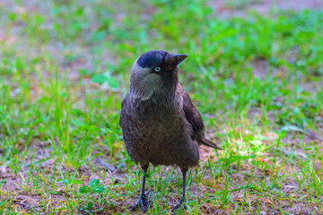 Crow on green grass
