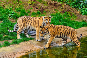 Fototapeta na wymiar Two adult tigers at play. young Tiger