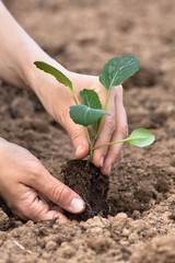 hands of gardener planting seedling of cabbage