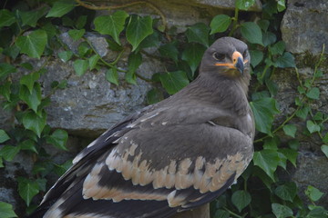 Adler