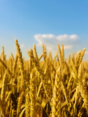 Gold wheat field and blue sky