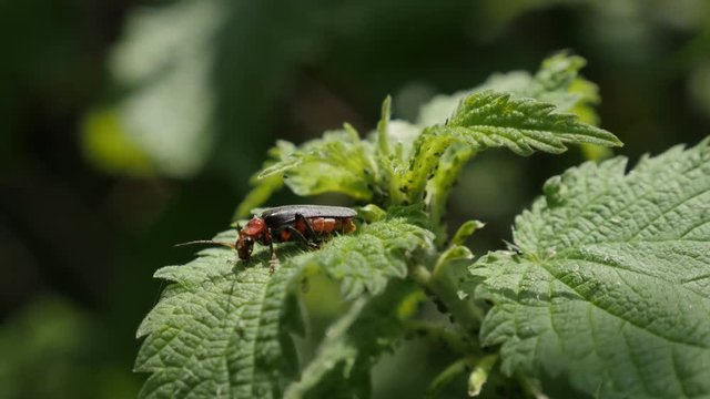 European common glow-worm beetle on nettle plant close-up 4K 2160p 30fps UltraHD footage - Lampyris noctiluca insect by the day 3840X2160 UHD video 