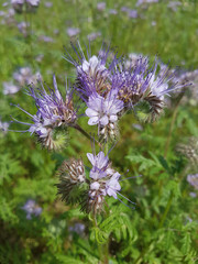 Phacelia, tanacetifolia, Gruenduengung, Heilpflanze