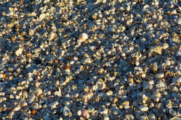 sandy beqach with shells 