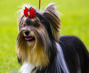 Yorkshire Terrier. Yorkshire terrier playing in the park on the grass