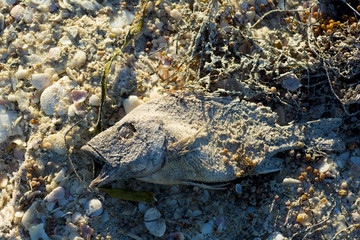 dried fish in the sand 