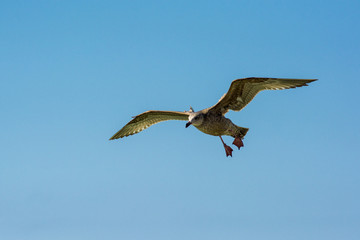 pelican 