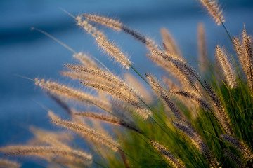 Fototapeta premium beach plants backlit 