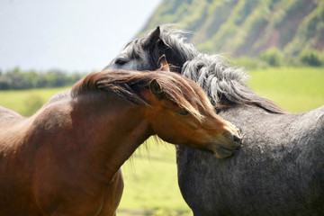 Two horses playing together
