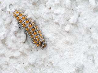 Melitaea didyma caterpillar on wall