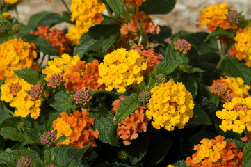 Wandelroeschen, Lantana, camara