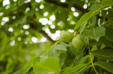 Fototapeta premium Green Walnuts On Branch With Leaves
