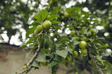 Green Plums On Branch With Leaves