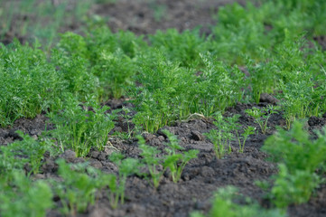 Carrot young growing in the garden on clean ground