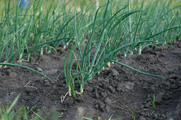  Young onion grows in the garden on clean ground in summer