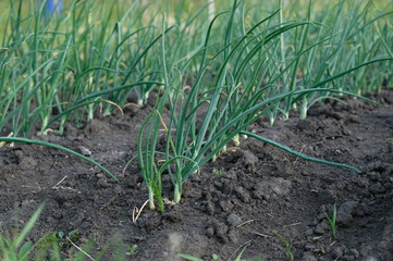  Young onion grows in the garden on clean ground in summer