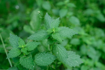Mint grows in the garden after rain
