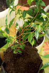 Transplantation of a young ficus of Benjamin