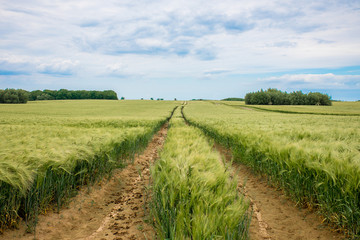 Young wheat crop in a field in Wahrdorf, Schleswig Holstein, Germany © stefanie