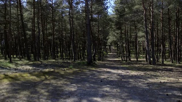 Forest cover. Thicket. Rays of light through trees. Nida. Lithuania