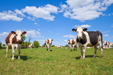 Plakat Vache Montbéliarde et paysage de campagne
